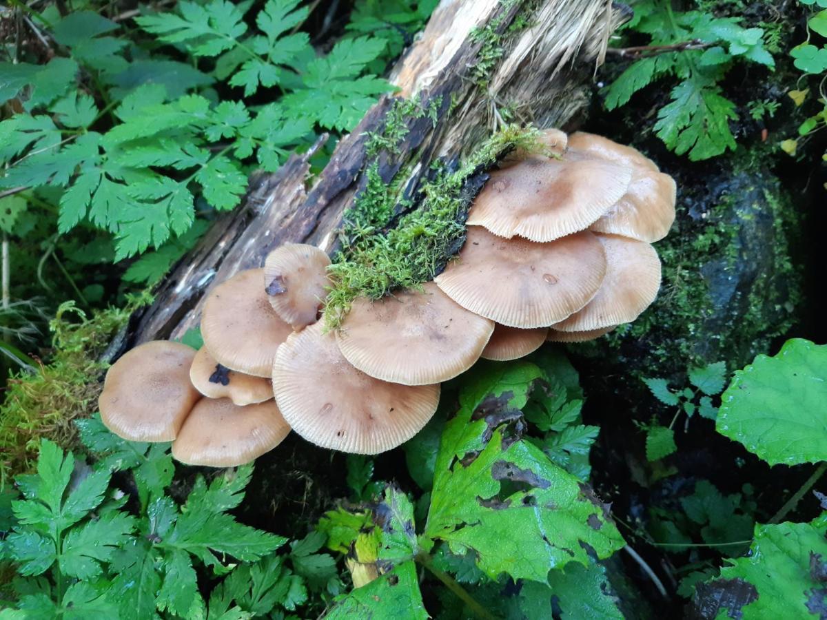 Pension Zu Hause Uttendorf Esterno foto